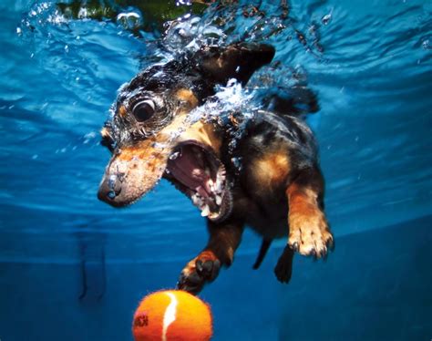 Underwater Dogs 2013 Calendar Photos Underwater Dogs Ny Daily News