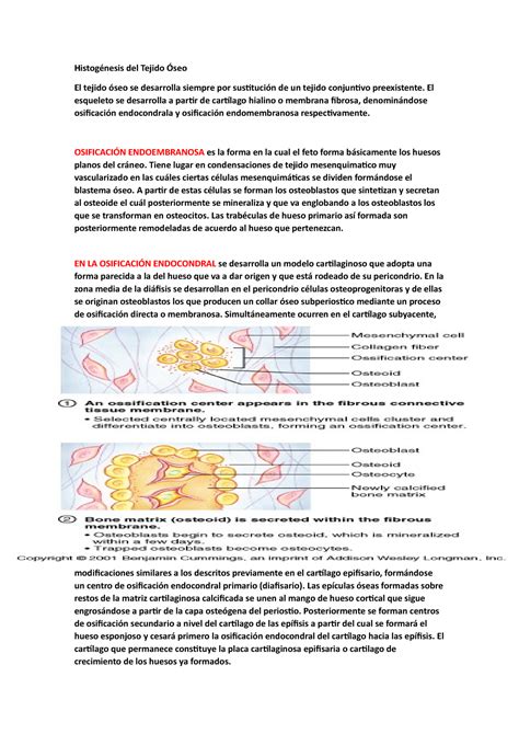 Histogénesis del Tejido Óseo Histogénesis del Tejido Óseo El tejido