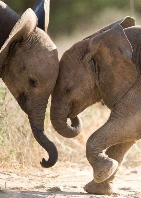 Cute Baby Elephants We Need Fun