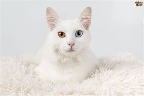 Lion (лев) ,wolf (волк), tiger (тигр), seal. Why are Some White Cats Deaf? | Pets4Homes