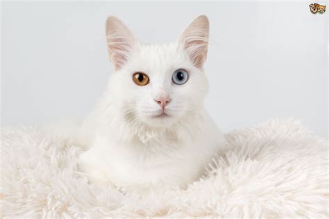 7,778 likes · 15 talking about this. Why are Some White Cats Deaf? | Pets4Homes