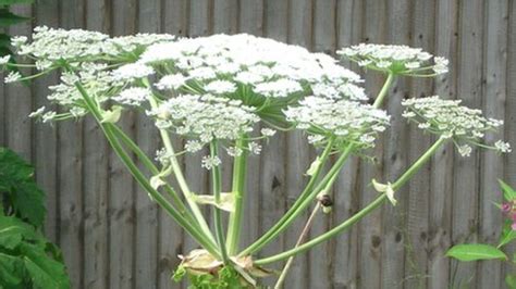 Hogweed May Spread With Climate Change Says Council Bbc News