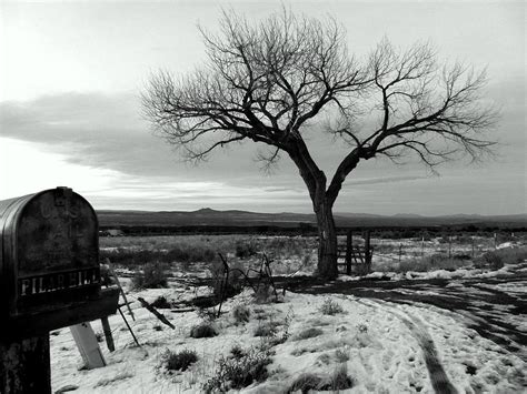Lone Tree On Pilar Hill In Black And White Photograph By