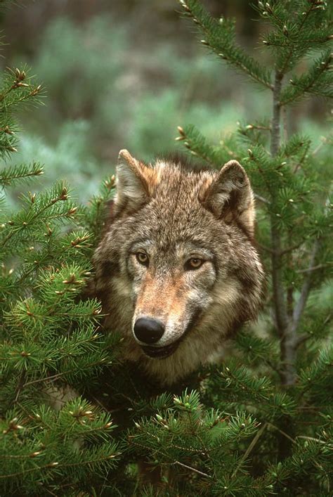 Beautiful Wildlife Timber Wolf North America Of