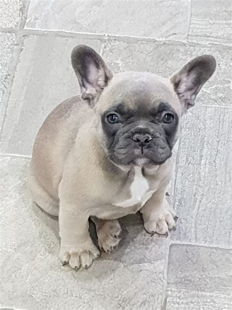 They have large, rounded, bat like ears and a review how much french bulldog puppies for sale sell for below. Adorable Blue Fawn French Bulldog Puppies 4 Sale | Northampton, Northamptonshire | Pets4Homes