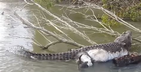 Un Crocodil Uriaş împuşcat Ilegal Comemorat De Australieni