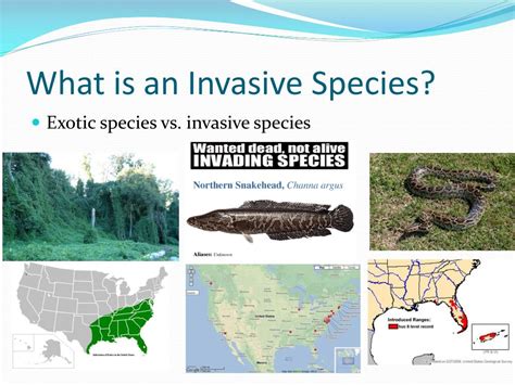 Ppt Lecture 5 Invasive Species Powerpoint Presentation Free