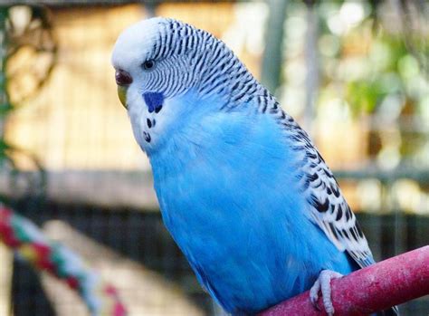 What Are The Different Parakeet Colors With Pictures