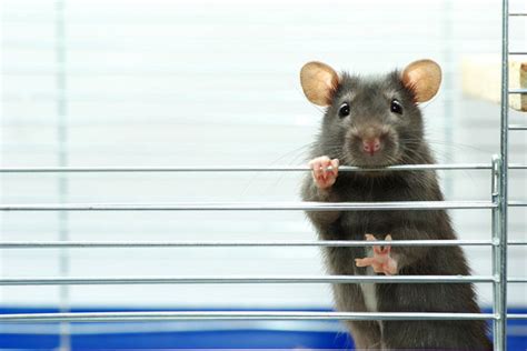 How Long Do Pet Rats Live Expert Tips To Extend Their Life