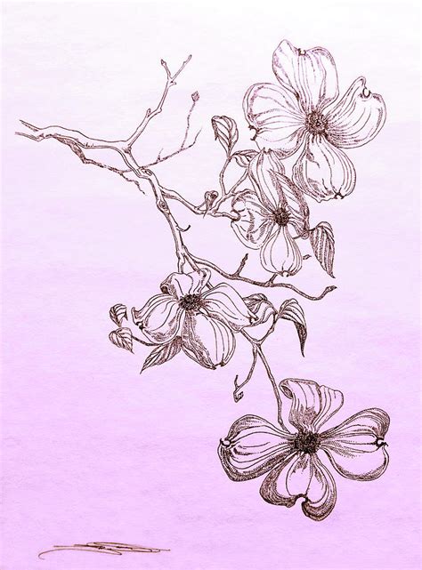 I was going to give this to someone a few years ago, when i drew it, but never did. Cascade Dogwood Drawing by Jeremiah Welsh
