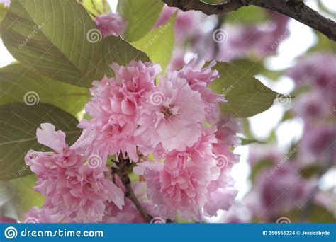 Pink Cherry Blossoms Prunus Serrulata Stock Photo Image Of Deciduous