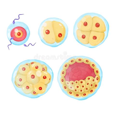 The Stages Of Embryo Development Stock Illustration Illustration Of