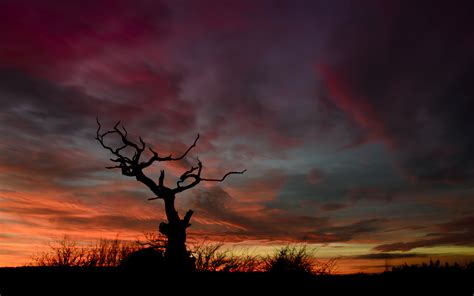 Download Wallpaper 3840x2400 Tree Silhouette Sunset Sky