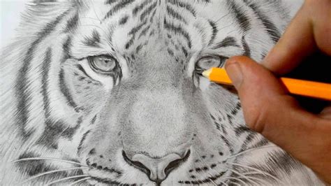 Time lapse drawing of tiger tutorial. I quickly show how to draw a tiger at the beginning of the video and then the rest is about ...