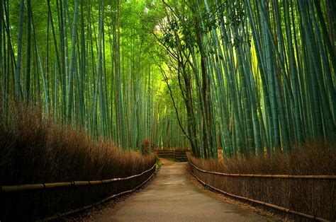 22 Awesome Green Bamboo Forest Wallpapers