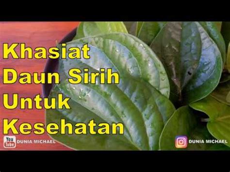 Salah satu khasiat daun sirih adalam dapat menyembuhkan penyakit sinusitas. Khasiat Daun Sirih Untuk Kesehatan - YouTube