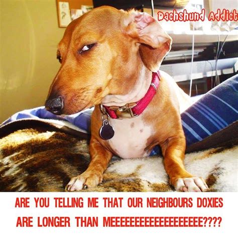 Pin On Dachshund Dog Memes
