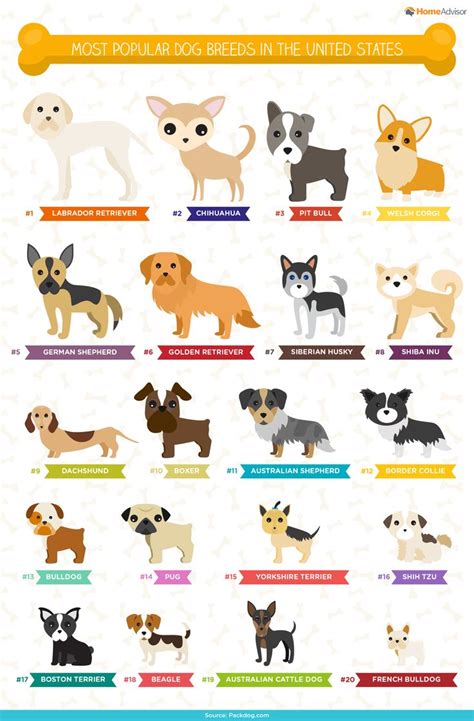 The Most Popular Dog Breeds In The United States Infographical Poster