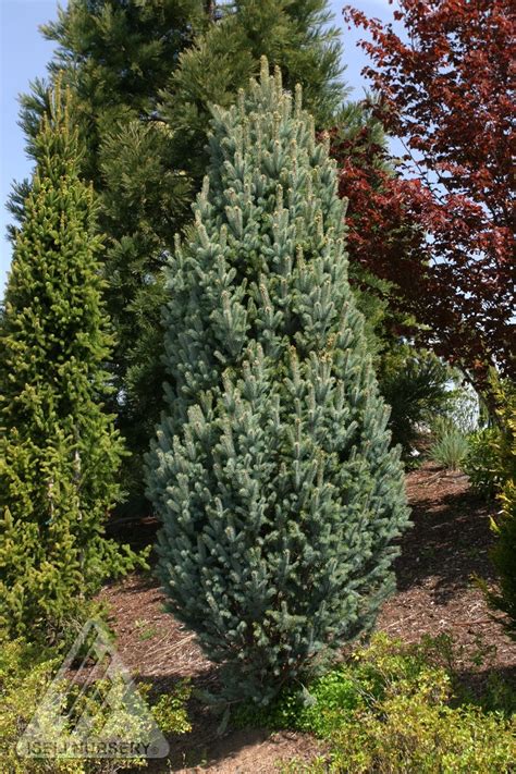 A blue spruce isn't overly fussy about soil. Spruce, Colorado 'Columnar Blue' - TheTreeFarm.com