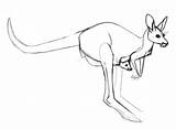 Wallaby Getdrawings sketch template