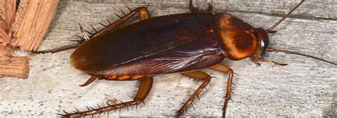 American Cockroaches In Jacksonville Fl Lindsey Pest Servic Erofound