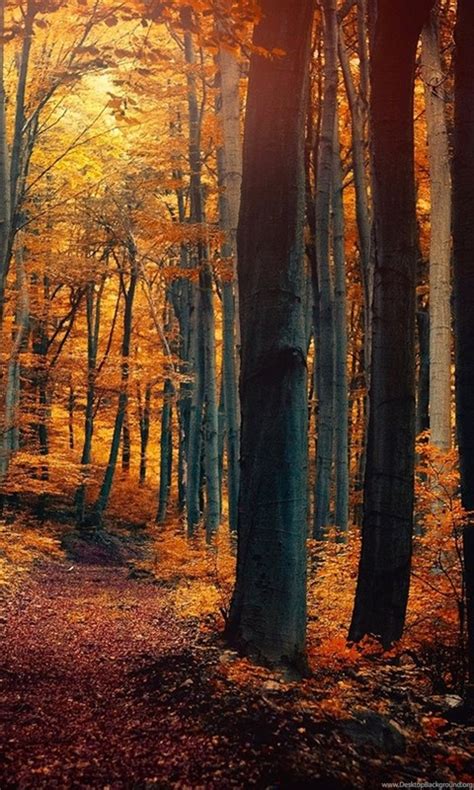 Path Through A Mysterious Yellow Forest In Autumn Wallpapers By