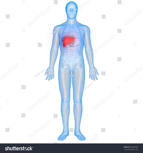 Digestive system part and labled. Human Body Organs Anatomy Liver 3d Stock Illustration 609850280 - Shutterstock
