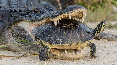 Alligator Attempting To Eat A Turtle Youtube
