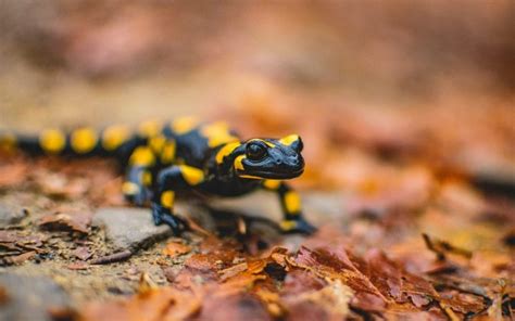 10 Types Of Salamanders To Keep As Pets With Pictures