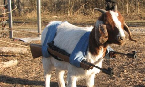 Armed Legged And Dangerous Meet The Goat With Guns Daily Mail Online