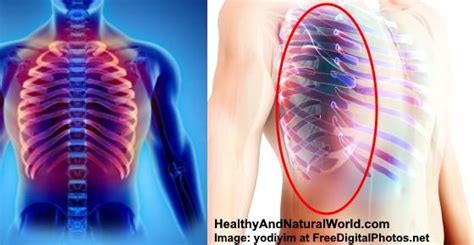 Organ Under The Rib Back On The Right Side Pain In The Lower Right