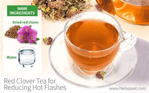 Red Clover Tea For Reducing Hot Flashes Herbazest