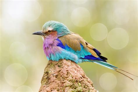 Colorful Birds Wallpapers Wallpaper Cave