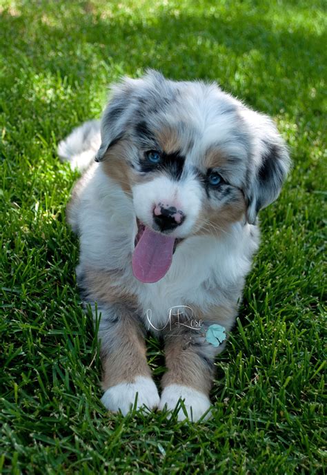 size of mini australian shepherd