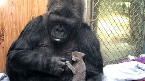 Remembering Koko The Beloved Gorilla Who Learned To Communicate Via