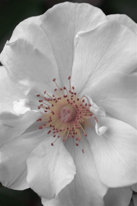 Porcelain rose flower black and white photo. Large Floral Photography Print White Flower Art - Photo ...