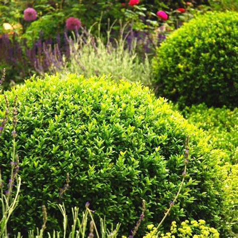 Heres How To Choose The Best Boxwood Shrub For Your Garden Evergreen