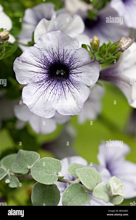 Petunia White Flower With Purple Center In A Garden In The Uk Stock