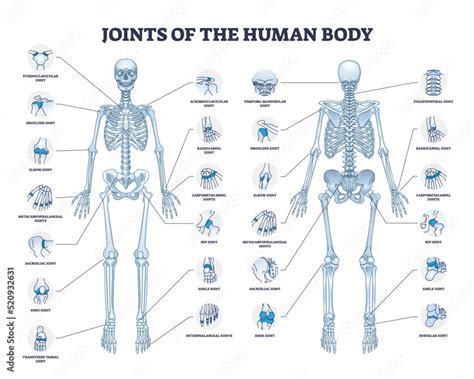 Fototapeta Joints Of Human Body With All Medical Parts Collection In