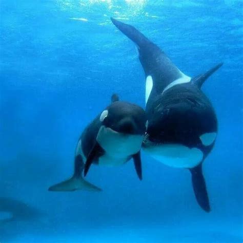 Mother Orca Whale And Baby Tier Wallpaper Animal Wallpaper 1920x1200