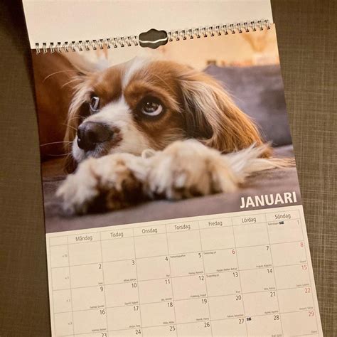 Se Produkter Som Liknar Ny Kalender Med Hundar 2023 A På Tradera