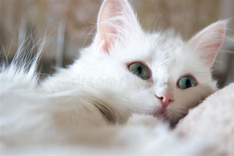 644 likes · 2 talking about this. 土耳其安哥拉猫 库存照片. 图片 包括有 眼睛, 交配动物者, 咽喉痛, 逗人喜爱, 舒适, 红色, 毛皮 ...