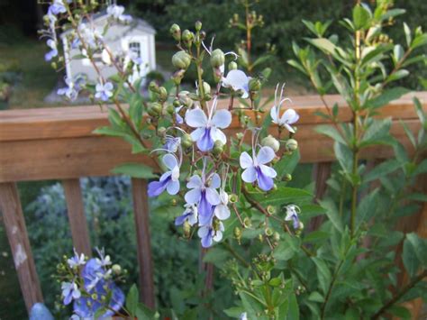 If the tree has already been chopped down, brush the herbicide onto the top of the stump using an old paintbrush. 14 Plants That Stink | HGTV
