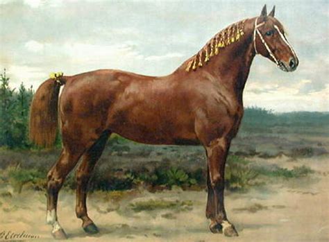 gelderland horse