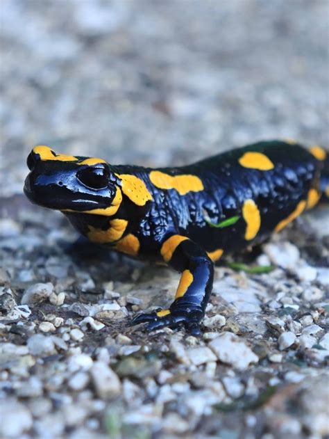 7 Interesting Facts About Spotted Salamander Reptile Craze