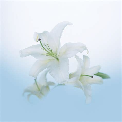 Flowers Beautiful White Lily Flowers Ipad Iphone Hd