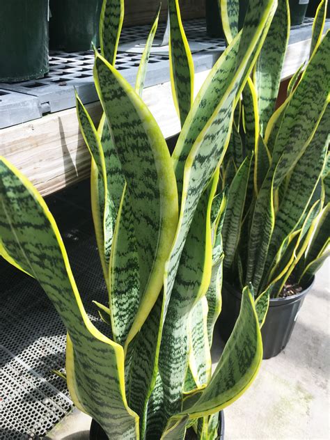 But believe it or not, flower bulbs, vegetables and shrubs all thrive when planted during this time of year. snake plant Archives - pegplant