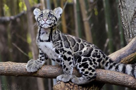 Clouded Leopards Live In Forests At Elevations Of Up To 8000 Feet And