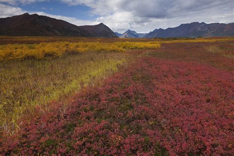 How Does Global Warming Affect Plants And Animals Living In The Tundra