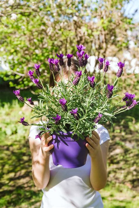 How To Grow Lavender Healthier Steps